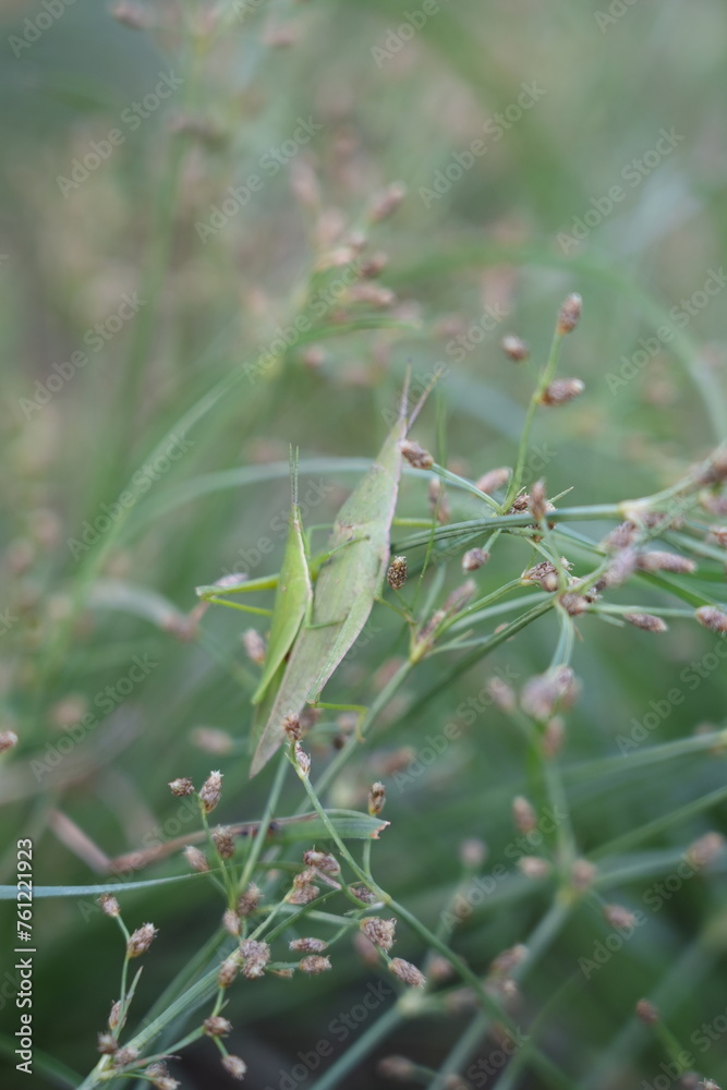grasshopper on a branch