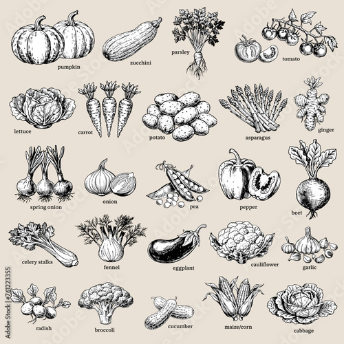 Collection of vintage-style illustration of various hand-drawn vegetables