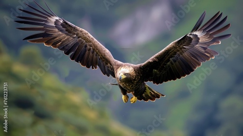 Golden eagle close-up portrait. Bird of prey. Wildlife scene from nature © ttonaorh