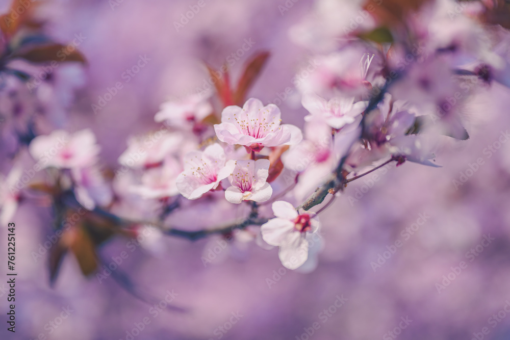 Cherry plum branch in blossom, beautiful spring season background Cherry plum branch in blossom, beautiful spring season background