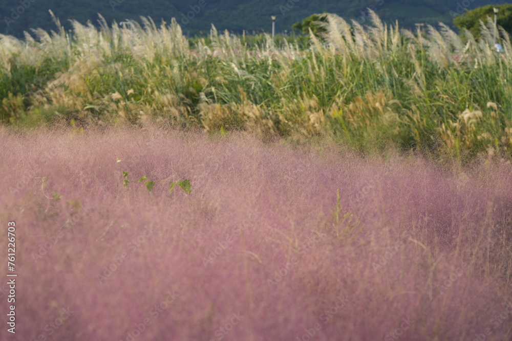 grass in the wind grass in the wind