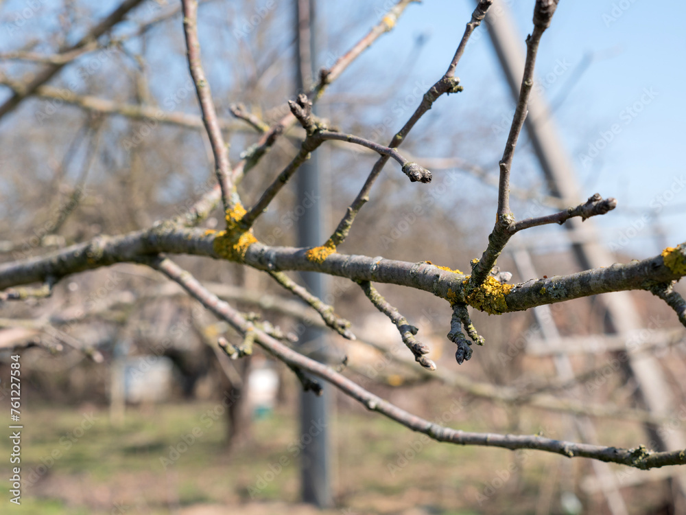 The branches of the fruit tree are cleaned of lichens. Gardening. Spring garden care. The branches of the fruit tree are cleaned of lichens. Gardening. Spring garden care.