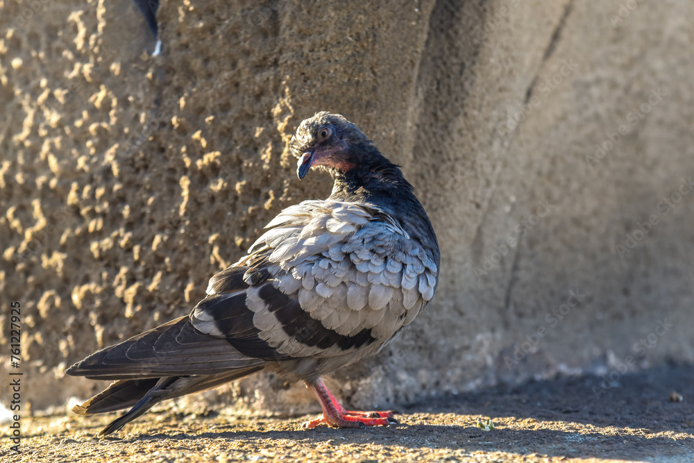 pigeon on a concrete wall scratching its back pigeon on a concrete wall scratching its back