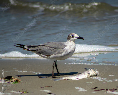seagull on the beach