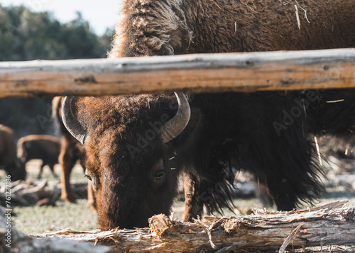 american bison