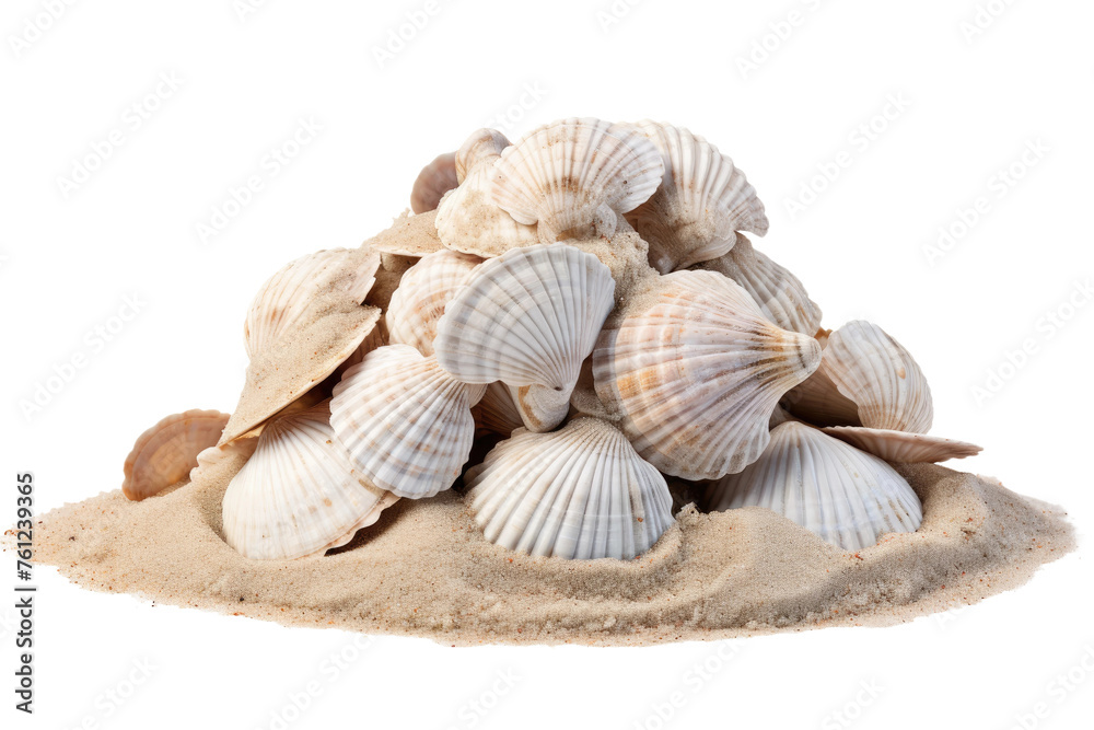 A Pile of Sea Shells on Sandy Beach. On a White or Clear Surface PNG Transparent Background.