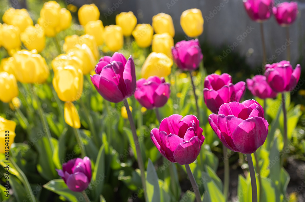 beautiful flowerbed of blooming colorful yellow and pink tulips in a garden or park on a sunny spring day