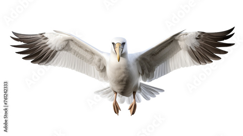 A large white bird gracefully soars through the air