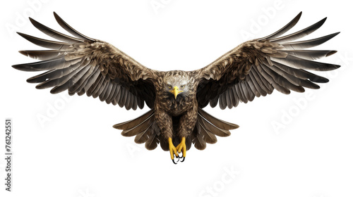 A magnificent bird of prey with wings outstretched in flight © momina