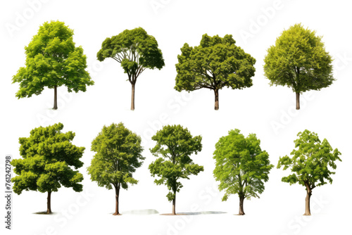 Diverse Types of Trees in a Forest Setting. On a White or Clear Surface PNG Transparent Background.
