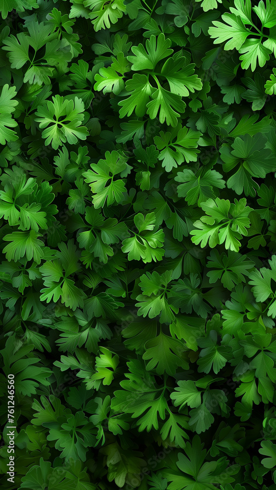 Vibrant mobile phone background with dense growth of fresh parsley leaves. Detailed close-up of lush green leaves. Stories template Vibrant mobile phone background with dense growth of fresh parsley leaves. Detailed close-up of lush green leaves. Stories template