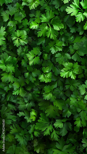 Vibrant mobile phone background with dense growth of fresh parsley leaves. Detailed close-up of lush green leaves. Stories template