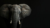 Majestic African elephant emerging from darkness with a powerful gaze.