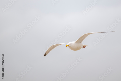 White seagull flying against sky