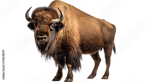 A grand buffalo stands tall against a pristine white backdrop