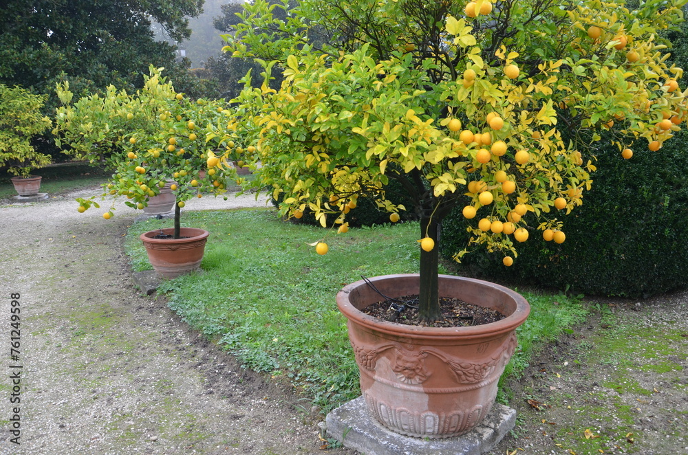 flowers in a garden