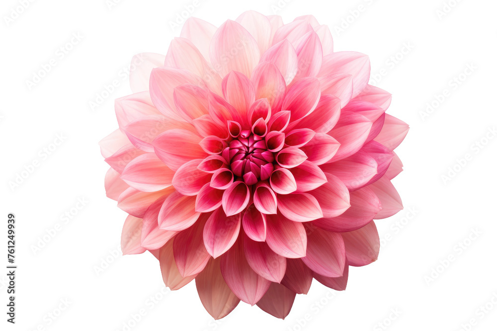 Pink Flower on White Background. On a White or Clear Surface PNG Transparent Background. Pink Flower on White Background. On a White or Clear Surface PNG Transparent Background.