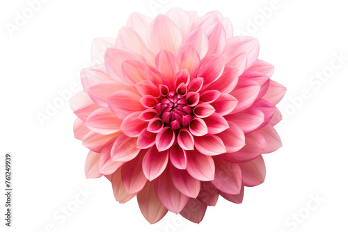 Pink Flower on White Background. On a White or Clear Surface PNG Transparent Background. © Usama