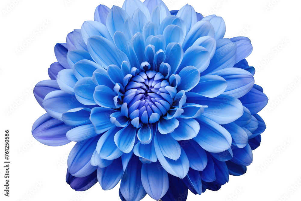 Blue Flower on White Background. On a White or Clear Surface PNG Transparent Background.