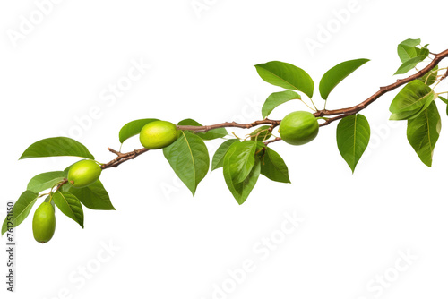 Branch of a Tree With Green Fruits. On a White or Clear Surface PNG Transparent Background.