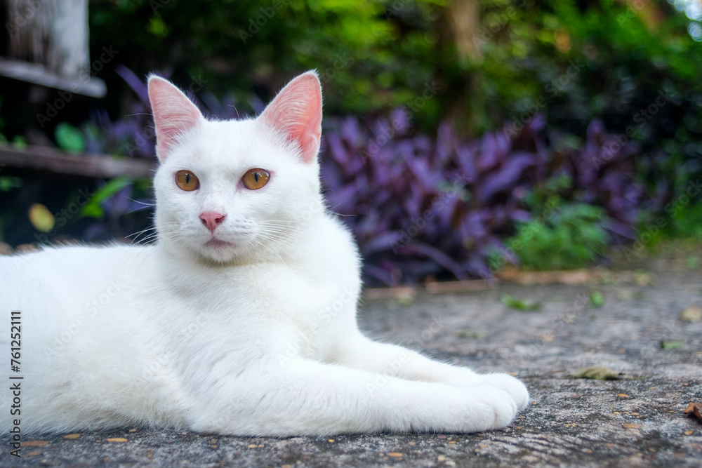 Elegant White Cat with Yellow Eyes Outdoors
Elegant White Cat with Yellow Eyes Outdoors