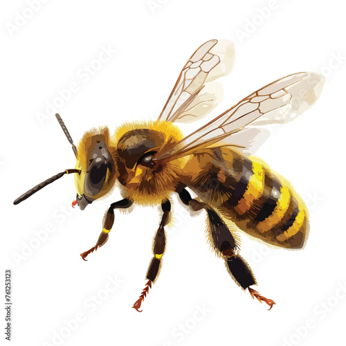Honeybee Clipart  isolated on white background © Mishab