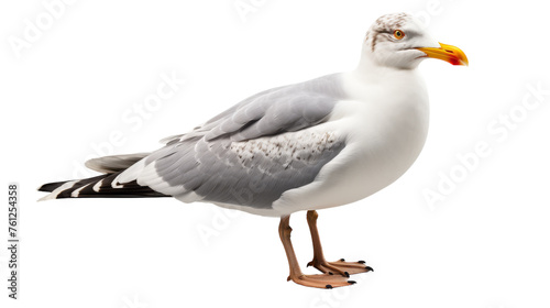 A single seagull poised gracefully on a pristine white expanse