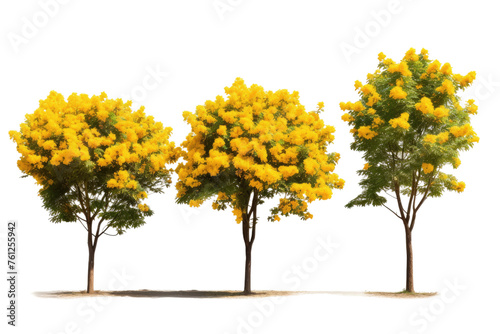 Three Trees With Yellow Flowers in a Row. On a White or Clear Surface PNG Transparent Background.