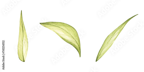 Set of watercolor green leaves elements. Collection botanical for Wedding Invitation, save the date, thank you, or greeting card.