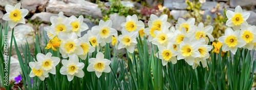 large  view on beautiful yellow daffodils blooming in a flower bed blooming s...