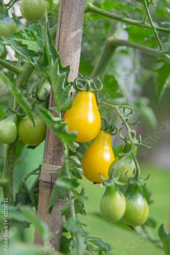 closeup on ripe yellow cherry tomatoes ripening in a vegetable garden attache...