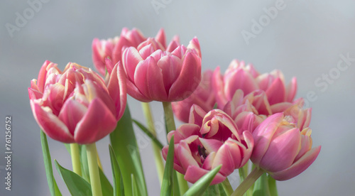 closeup of beautiful pink double-flowered tulip flowers isolated on clear bac...