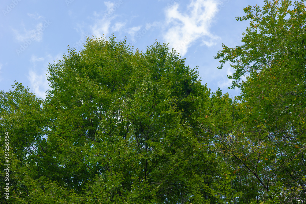 Green leaves on the tree and hazy sky on the background