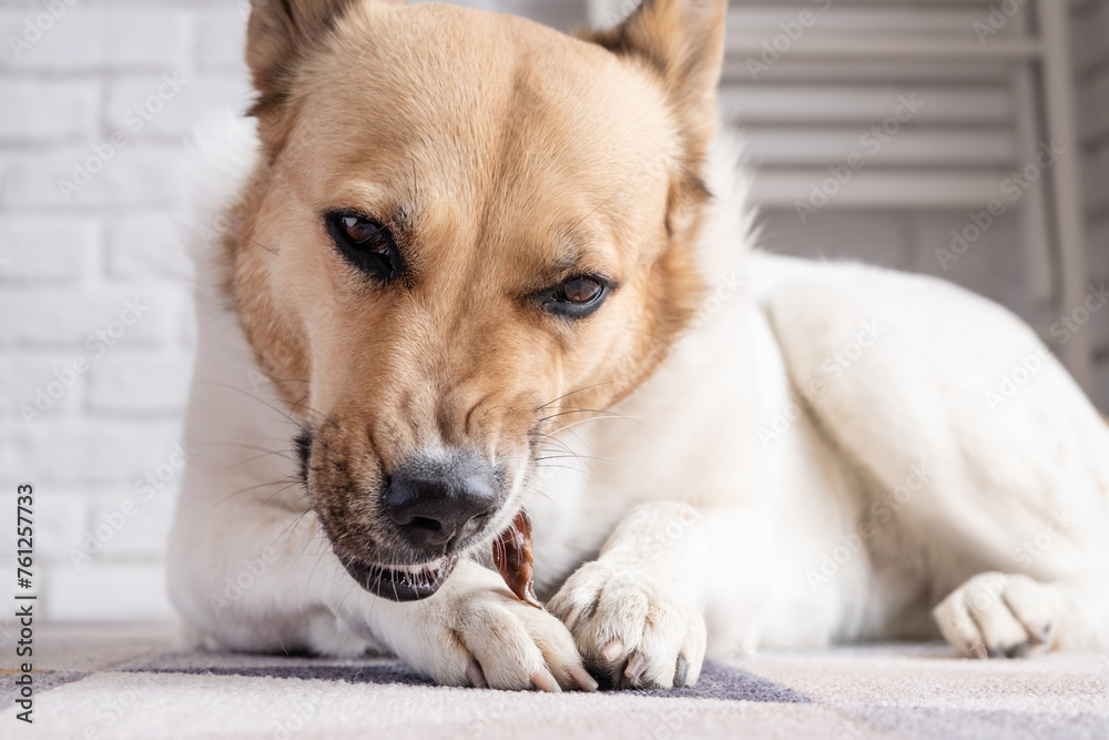 cute shepherd dog eating dry beef snack at rug at home cute shepherd dog eating dry beef snack at rug at home