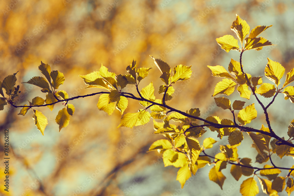 spring leaves on the tree spring leaves on the tree