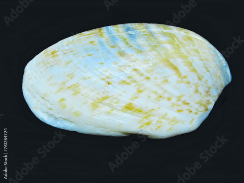 Fossiled clam (no. 1) - view from above photo