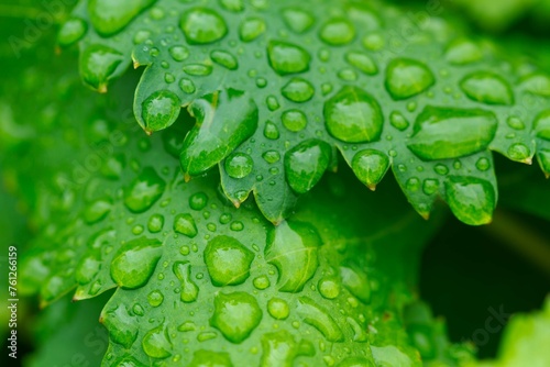 Green Vine Leaves With Raindrops Close Up View