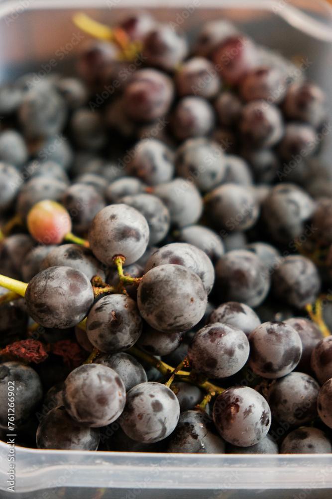 Fototapeta premium Freshly harvested blue grapes. Wine grapes background. Freshly harvested black grapes grown in a home vineyard