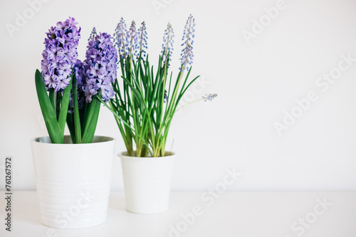 Fototapeta Naklejka Na Ścianę i Meble -  Beautiful fresh spring flowers such as hyacinth and muscari in full bloom against white background. Copy space for text.