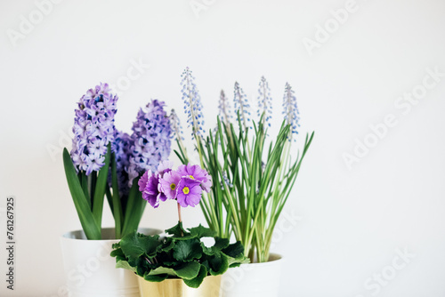 Beautiful fresh spring flowers such as hyacinth, primula and muscari in full bloom against white background.