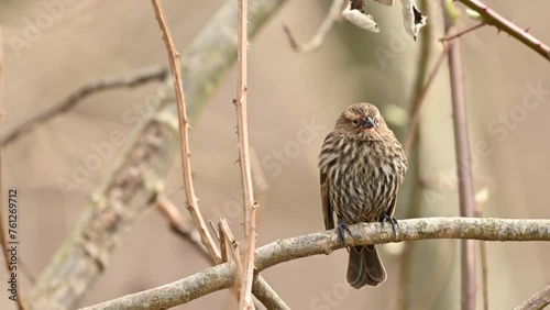 Female Red-winged blackbird (Agelaius phoeniceus) on tree branch, Canada, British Columbia. 4K Resolution photo