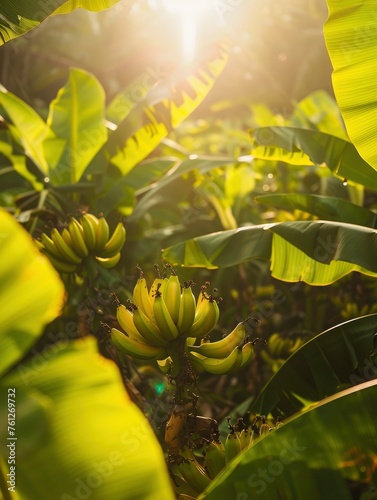 Sunlit scene overlooking the banana plantation with many bananas, bright rich color, professional nature photo