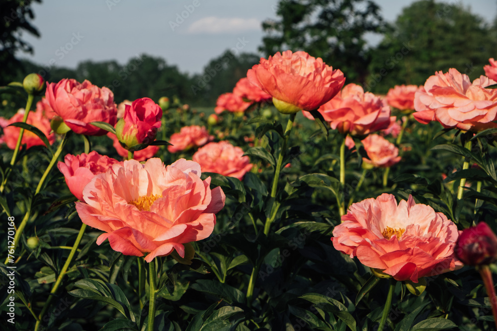 Beautiful Coral Charm peony flowers bloomng in the garden, close up. Natural summer flowery background. Beautiful Coral Charm peony flowers bloomng in the garden, close up. Natural summer flowery background.