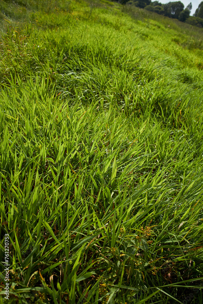 fresh green grass on field fresh green grass on field