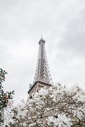 Fototapeta Naklejka Na Ścianę i Meble -  Eiffel tower. Blooming magnolia tree