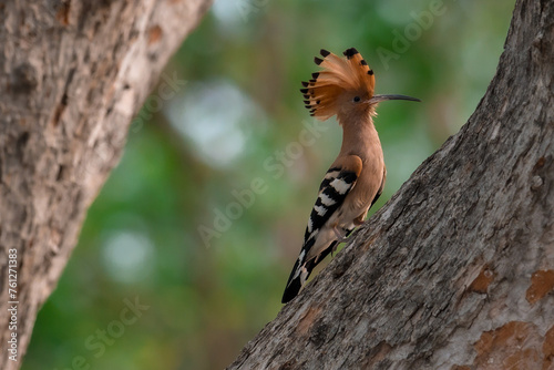 Common Hoopoe, Hoopoe (Upupa epops) The body has light brown stripes. or white and black The mouth is long, slender and curved. Feeding the baby. Phra Nakhon Si Ayutthaya, Thailand. © Pluto Mc