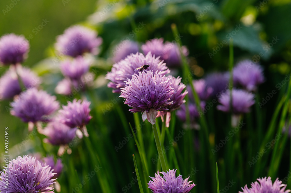 Blossoming purple flowers of chive in the garden. Blossoming purple flowers of chive in the garden.