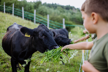 Boy feeding animals in paddock with grass. Taking care of cow. Farm animals having ideal paddock for grazing.
