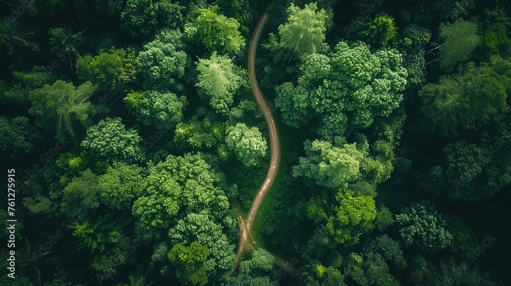 Diverse paths in forest aerial view Diverse paths in forest aerial view
