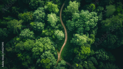 Diverse paths in forest aerial view